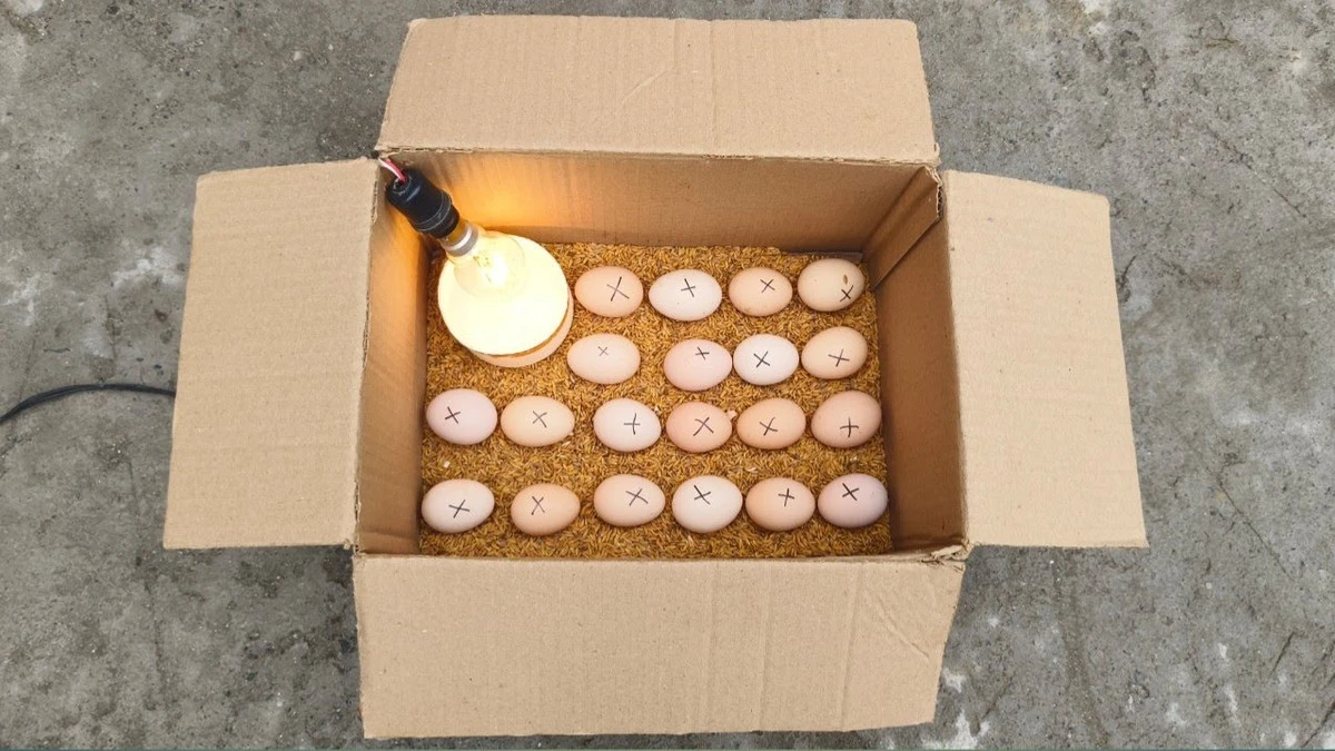 jakzrobicinkuba-extra-1.webp Jak zrobić inkubator z kartonu i wykluć kurczaki bez weterynarza - image 1