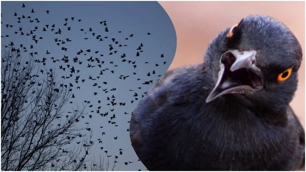 Co oznacza, gdy maszyny do nieba tysiące czarnych ptaków? 86-latka wyjaśnia starą polską przepowiednię