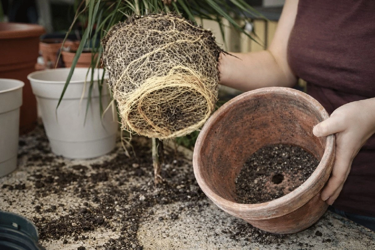 Zaskakujący powód, dla którego twoje rośliny doniczkowe nie chcą rosnąć, choć podlewasz je regularnie