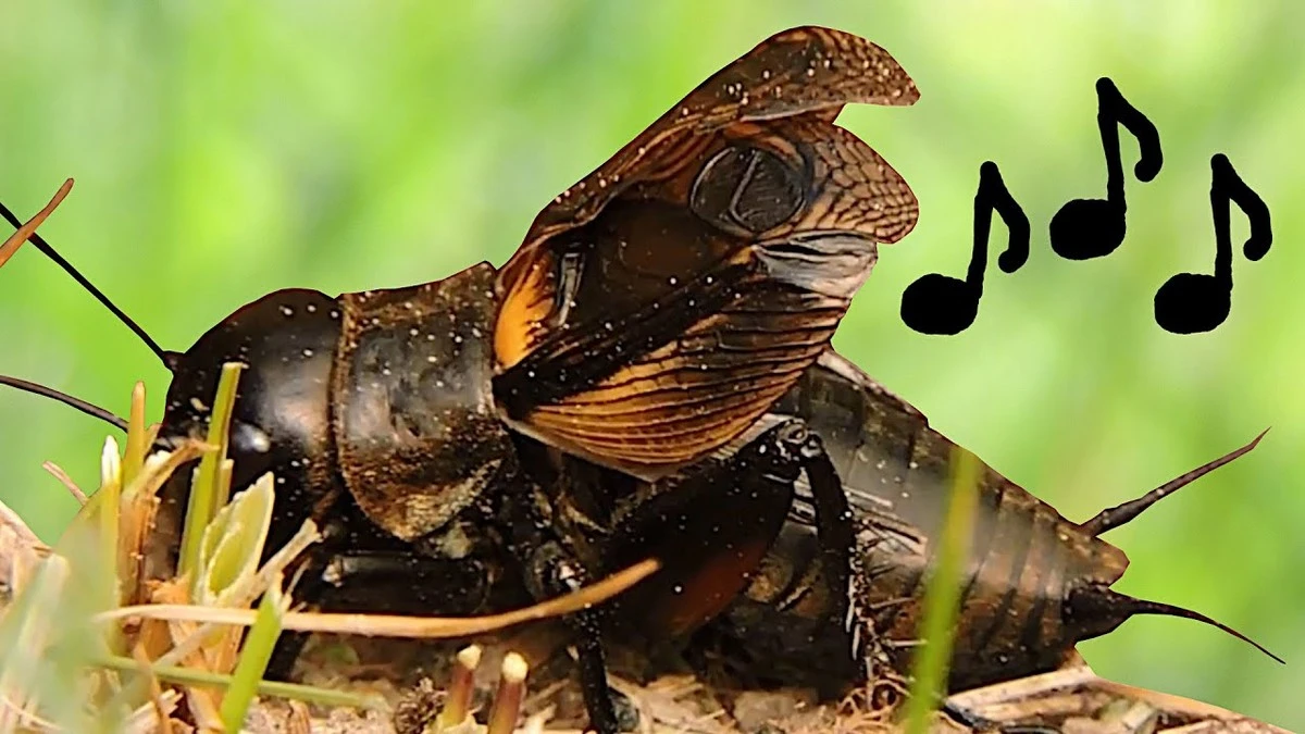 Dlaczego słyszysz świerszcze w swoim domu nocą? To znak, którego wielu nie potrafi odczytać - image 1