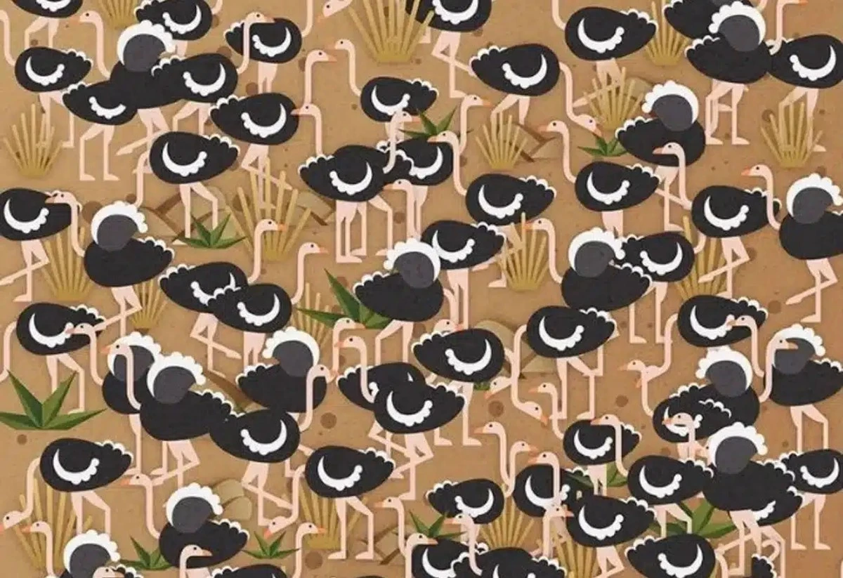 Tylko dla bystrych oczu: odnajdź ukryty parasol wśród strusi w 11 sekund!