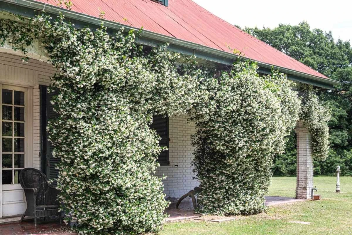 Jazmín Mleczny: Twój Zielony Mur Odporny na Mrozy, Który Rośnie Błyskawicznie