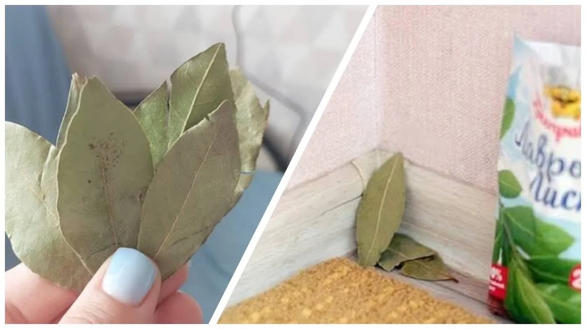 Liść laurowy w domu: 3 miejsca, które przyciągną bogactwo