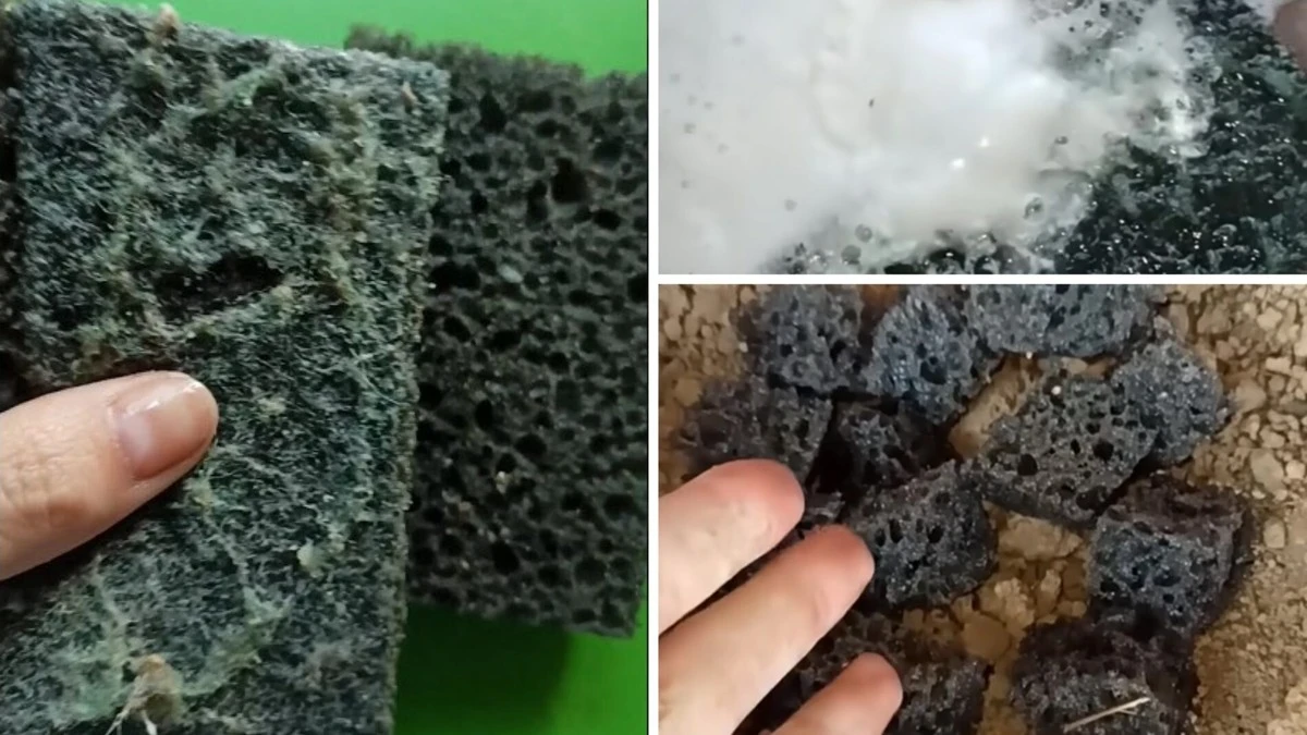 Użyj gąbki do naczyń, a Twoje kwiaty zakwitną jak nigdy dotąd!