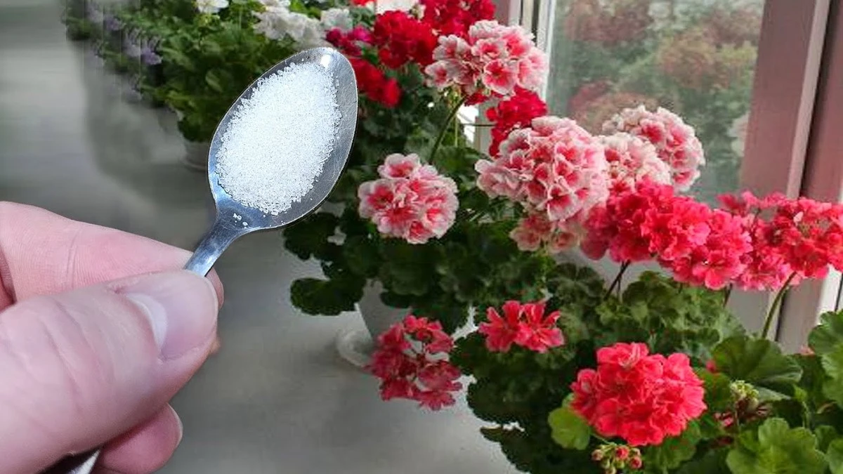 Dlaczego twoja pelargonia nie kwitnie zimą? Ten domowy trik sprawi, że zakwitnie jak szalona