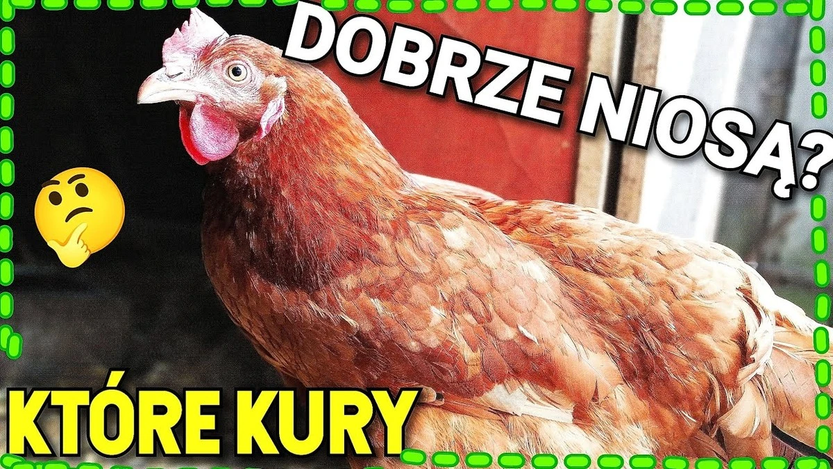 Sekretne ziarno babci: kurczaki zniosły latem więcej jaj niż zimą - image 1