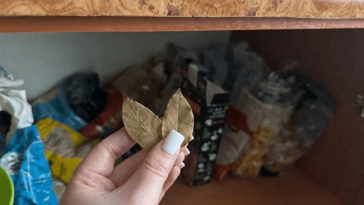 Sekrety liści laurowych: 7 sztuk w szafie z jedzeniem odstraszy mole