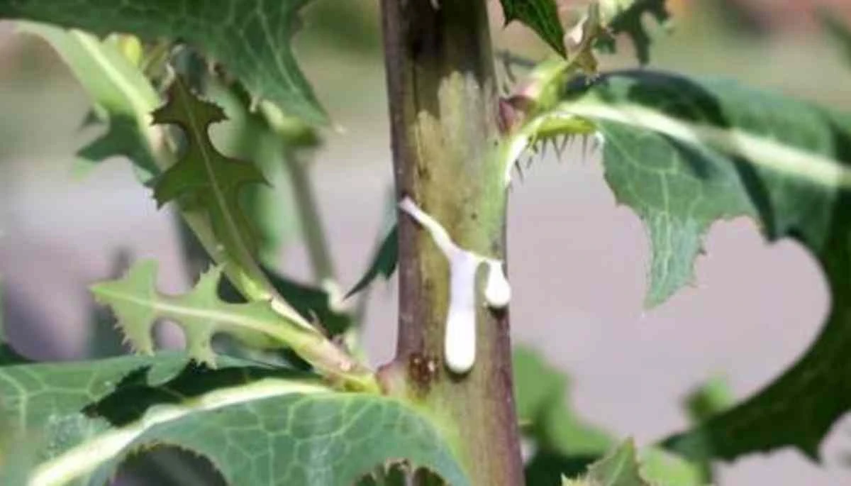 Dziki koper: Sekretna broń starożytnych, której zapomnieliśmy z powodzeniem na uspokojenie