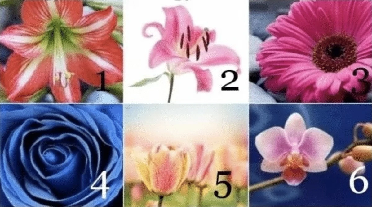 Któryś z tych kwiatów przyciąga Twoją uwagę? Sprawdź, co mówi o Twojej przyszłości - to może być zaskakująco trafne.