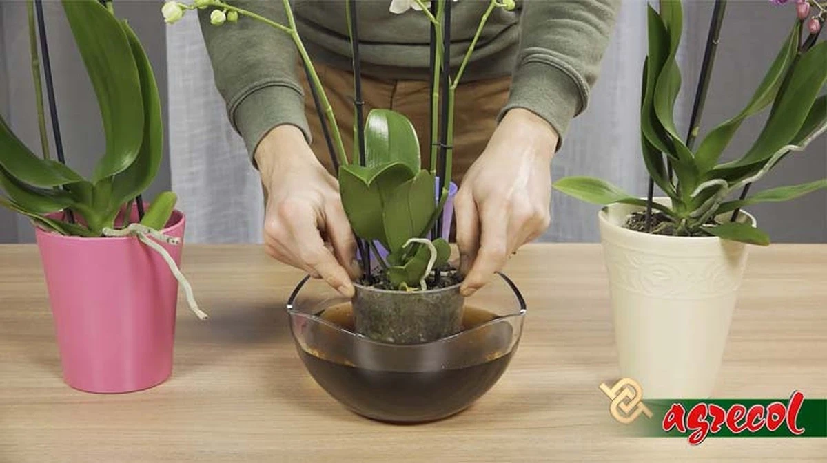 11 częstych błędów w pielęgnacji storczyków i jak je naprawić - image 1