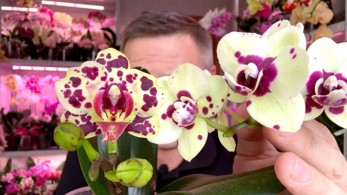 Dlaczego moja orchidea wypuściła 3 nowe pędy po zimowej drzemce? Sekretny sos z 2 ząbków czosnku ujawniony! - image 1