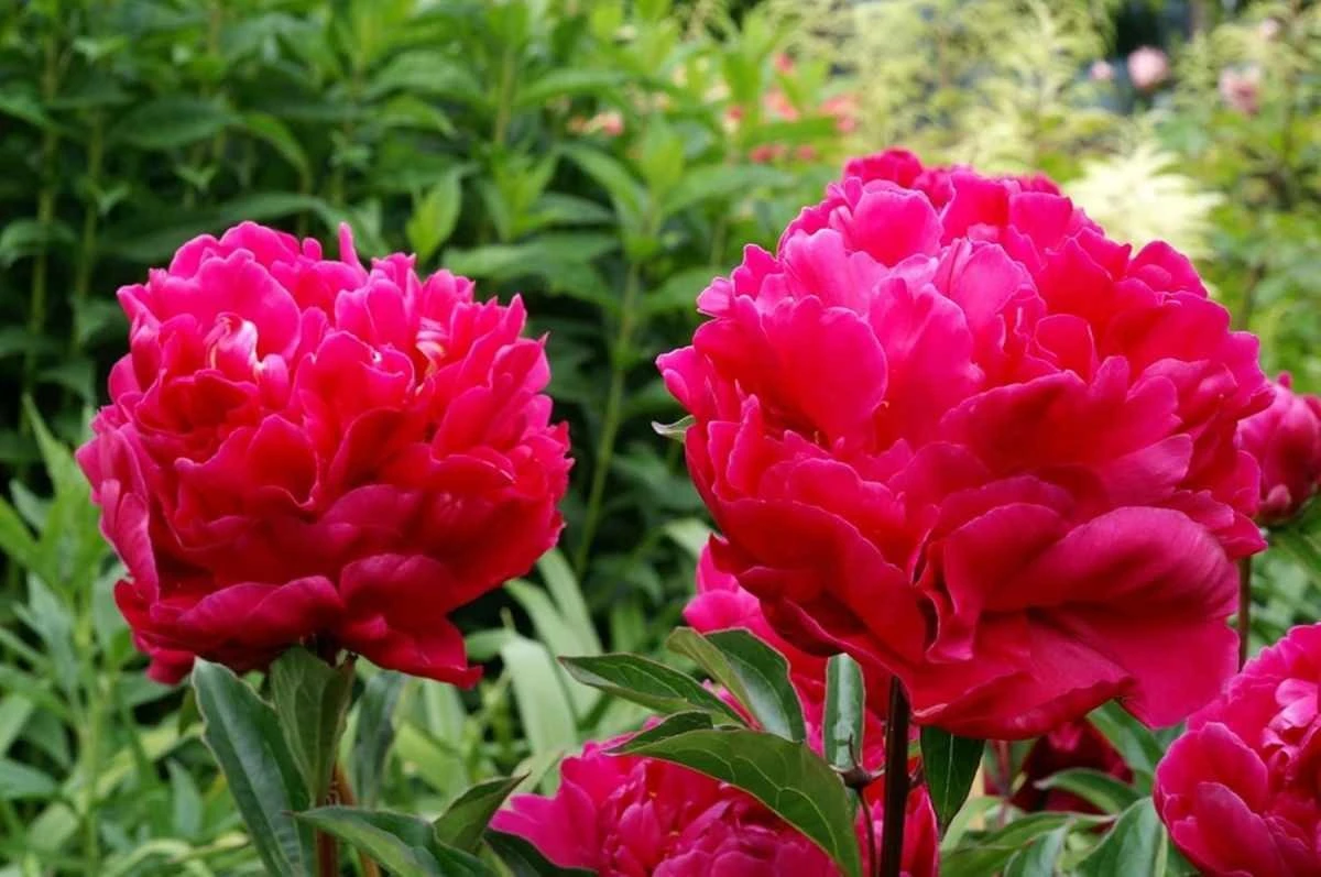 Karl Rosenfield: sekret królestwa czerwonych piwonii latem w Twoim ogrodzie