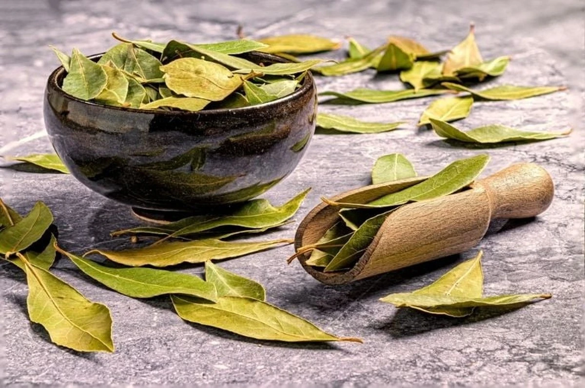 Dlaczego liście laurowe przy wejściu odmienią Twój dom zgodnie z Feng Shui