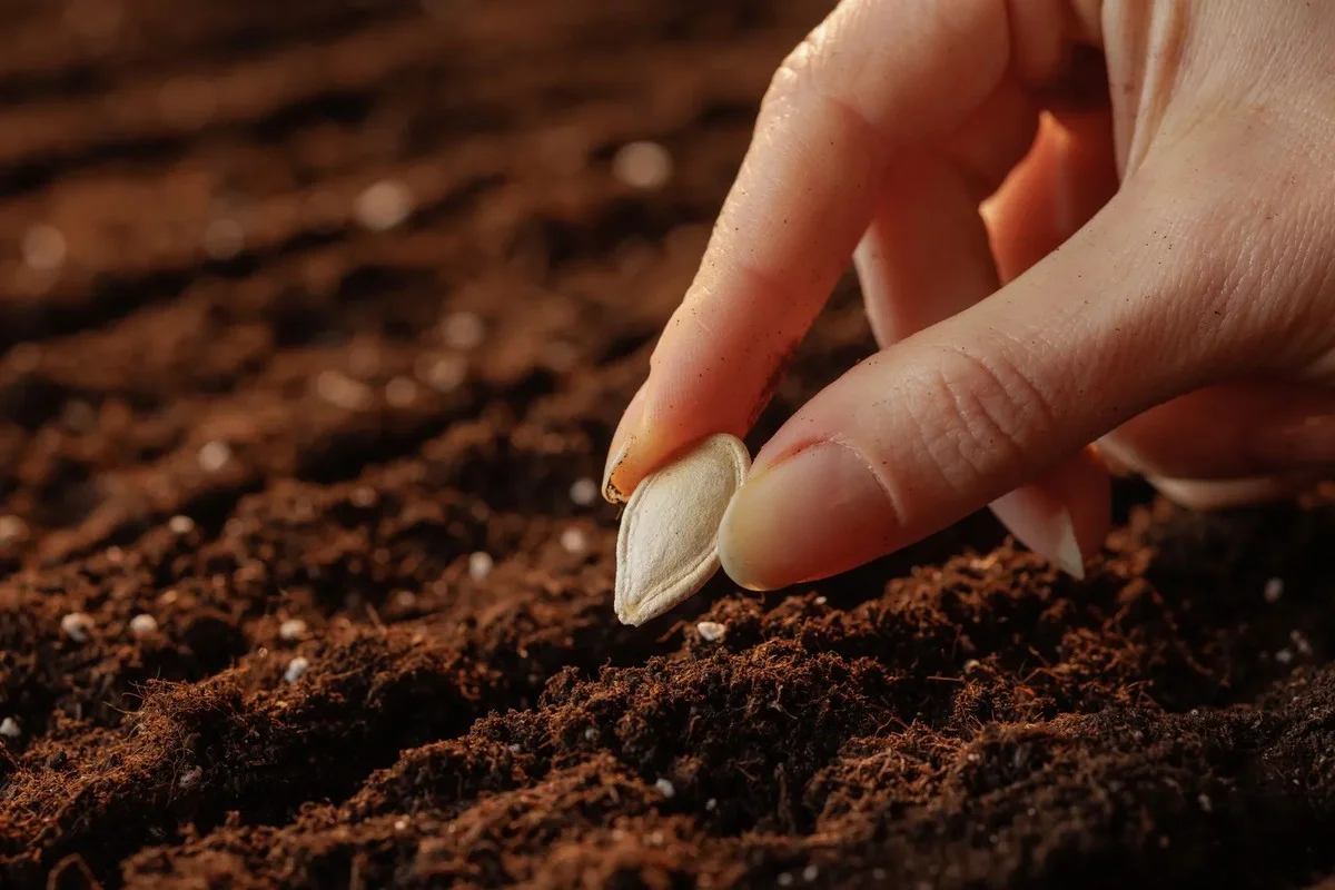 Dlaczego doświadczeni ogrodnicy zawsze moczą pestki dyni przed sadzeniem: prosty trik, który podwaja sukces