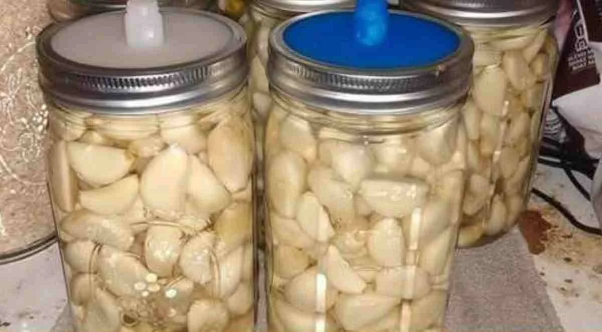 Fermetowany czosnek w miodzie: Stary trik babć, który wraca do łask