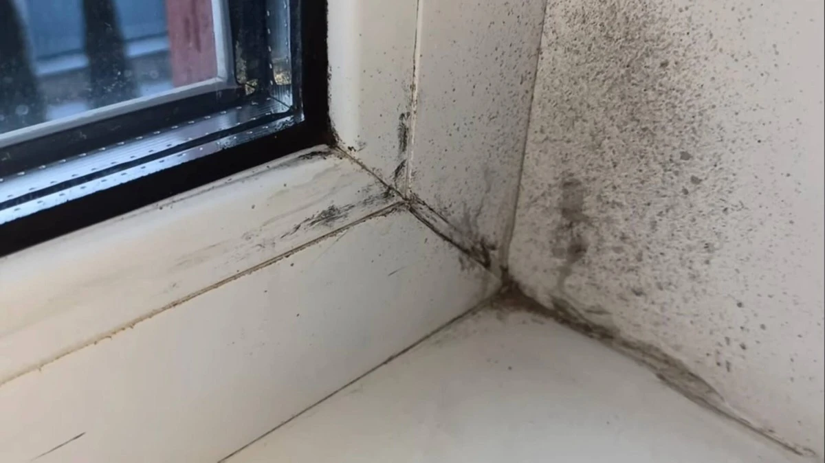 Pleśń nigdy więcej. 5 sprawdzonych sposobów na jej pozbycie się z mieszkania po polsku