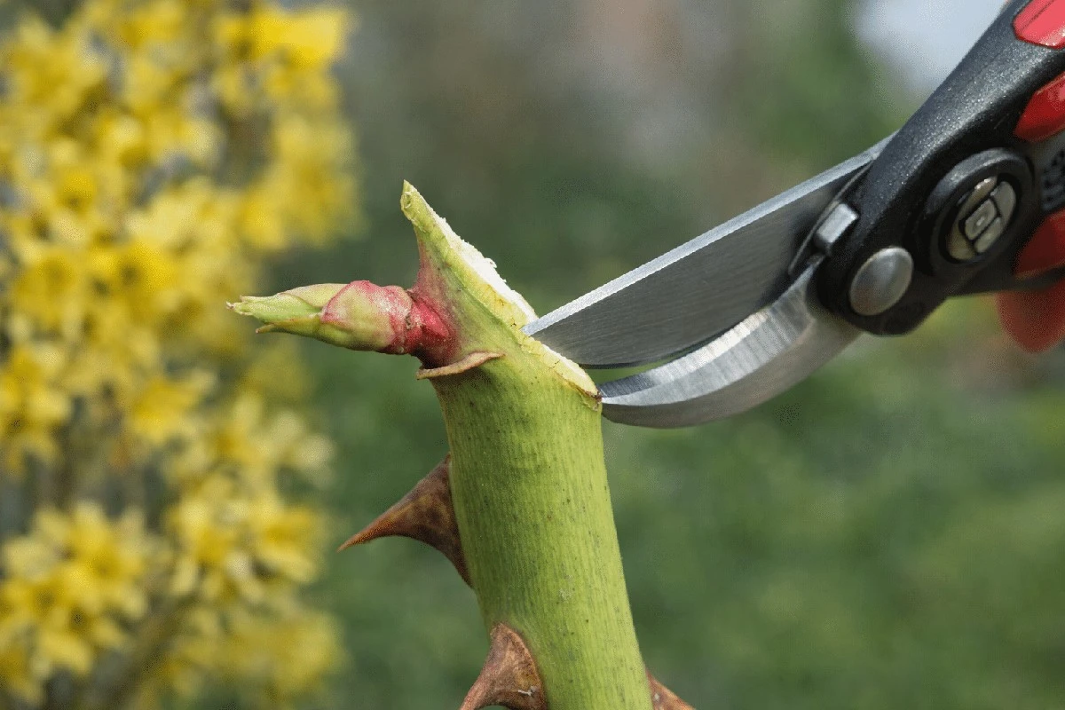 Przycinanie róż wiosną: sekret bujnego kwitnienia w ogrodzie