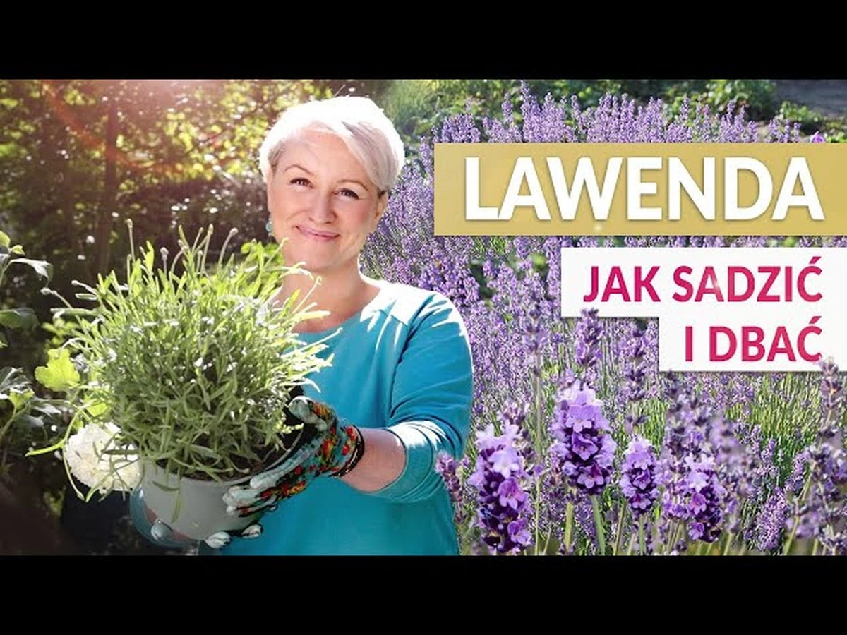 Dlaczego lawenda nie znosi cienia? Wiele osób popełnia ten błąd w ogrodach. - image 1