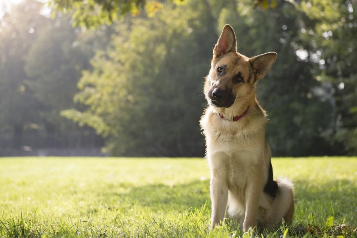 6 sygnałów od Twojego psa lub kota, które wielu właścicieli błędnie interpretuje