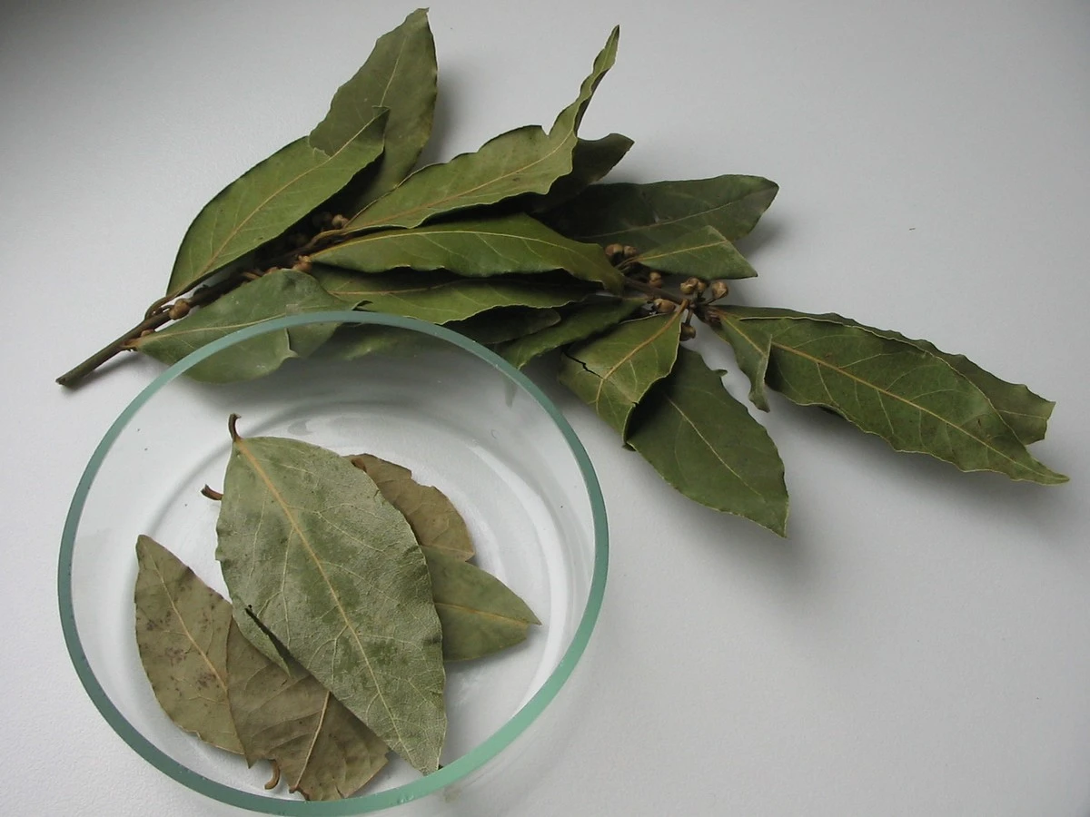 Dlaczego coraz więcej osób kładzie liście laurowe na kaloryferze – sekret spokoju - image 1