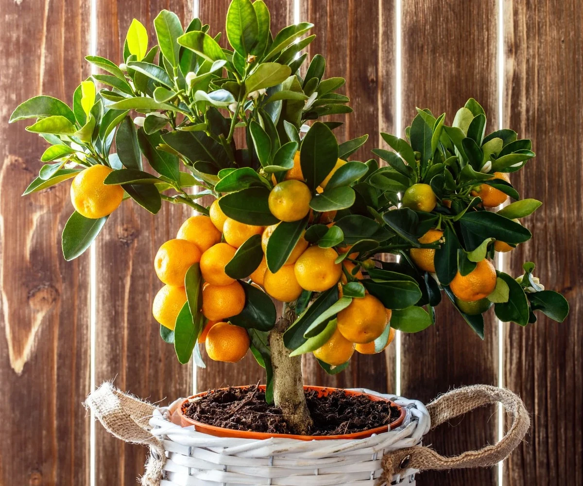 Mandarinka: drzewko owocowe idealne na każdy balkon (nie niszczy chodników!) - image 1