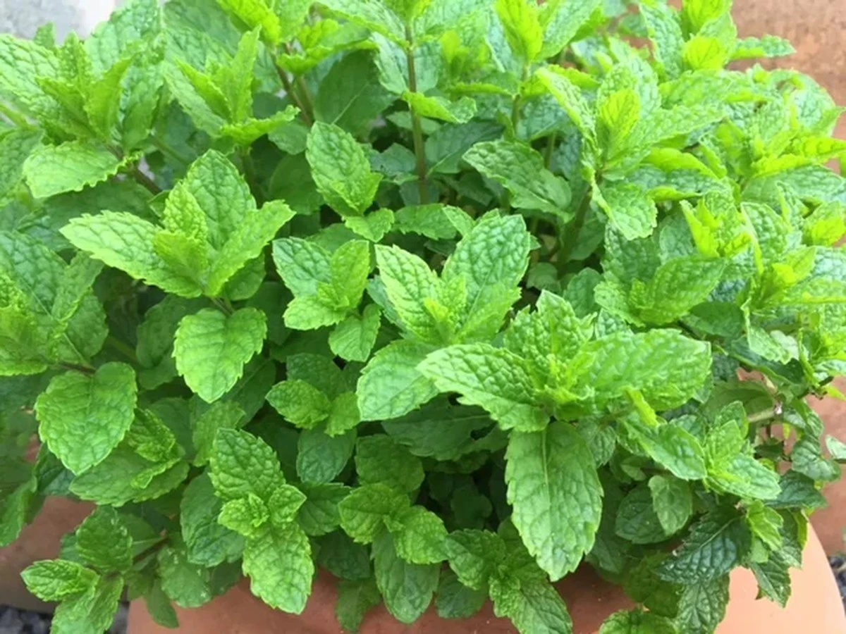 Pięć sekretów, jak utrzymać miętę świeżą i pachnącą latem - image 1