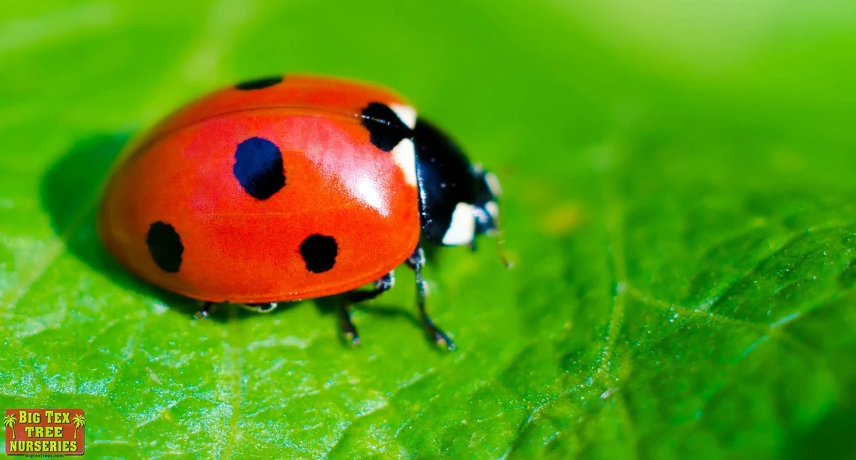 Już środek marca, a do domu wkraczają komary: postawiłam 1 szt na parapecie – zniknęły wszystkie 
