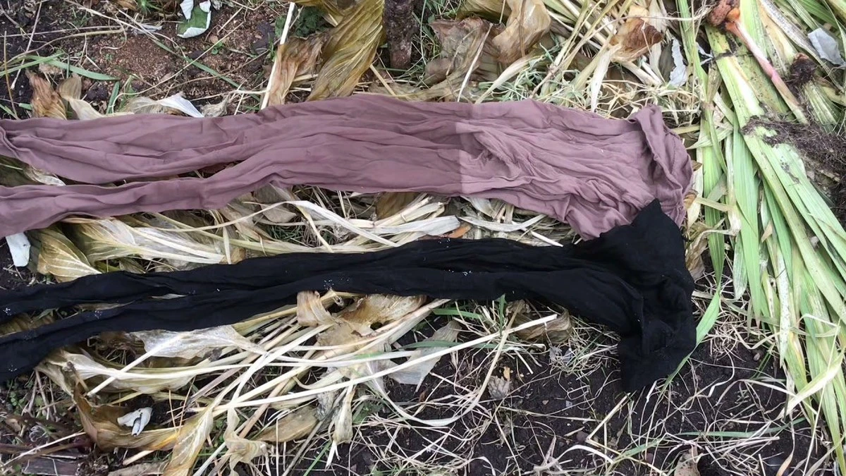 Nie wyrzucaj starych rajstop – mają one sekretne zastosowanie w ogrodzie, o którym mało kto wie!