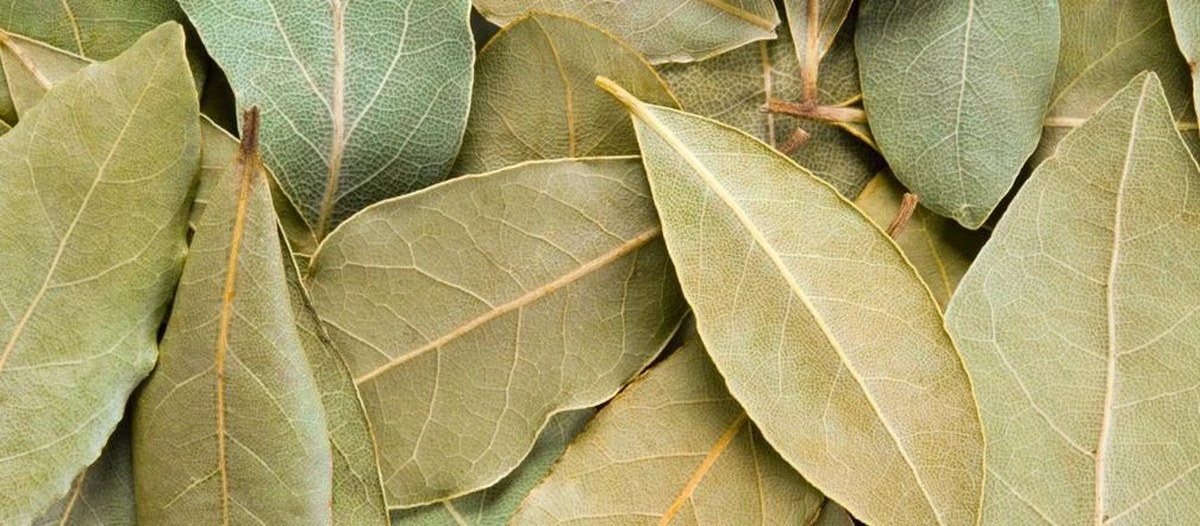 4datywmarcukied-extra-1.webp 4 daty w marcu, kiedy spalenie liścia laurowego może odmienić Twoje życie - image 1