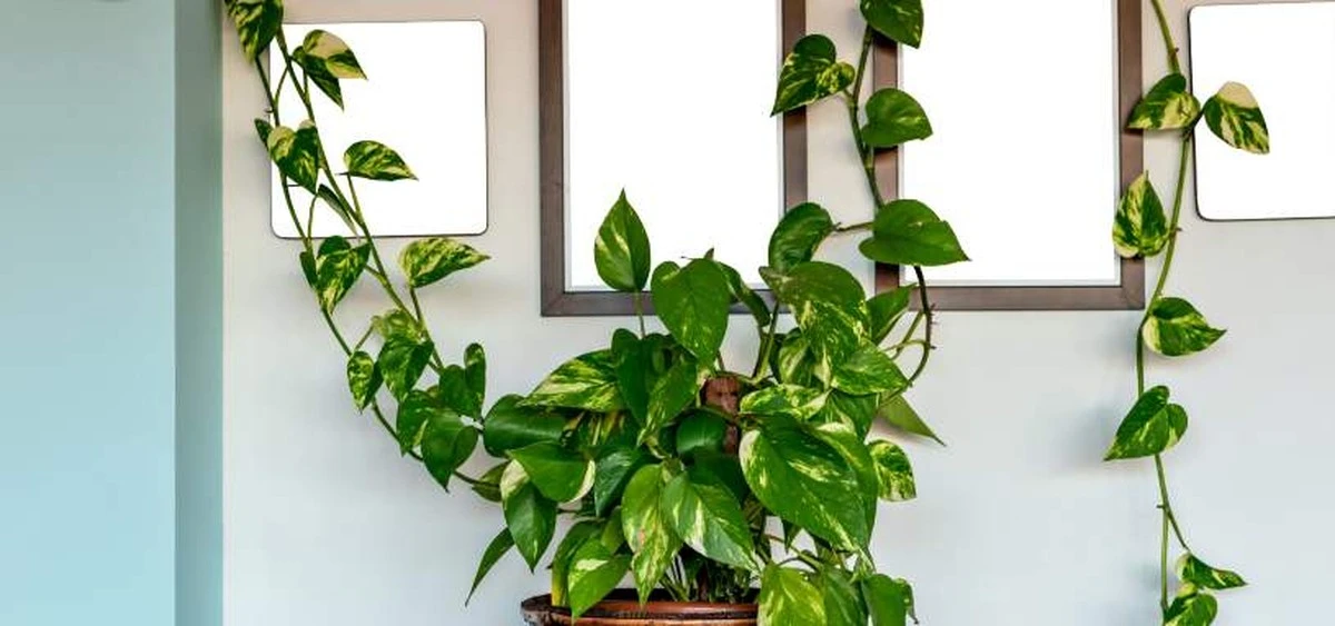 Potus:Czy pnącze, czy wiszący? Sekret wielkich liści twojego zielska - image 1