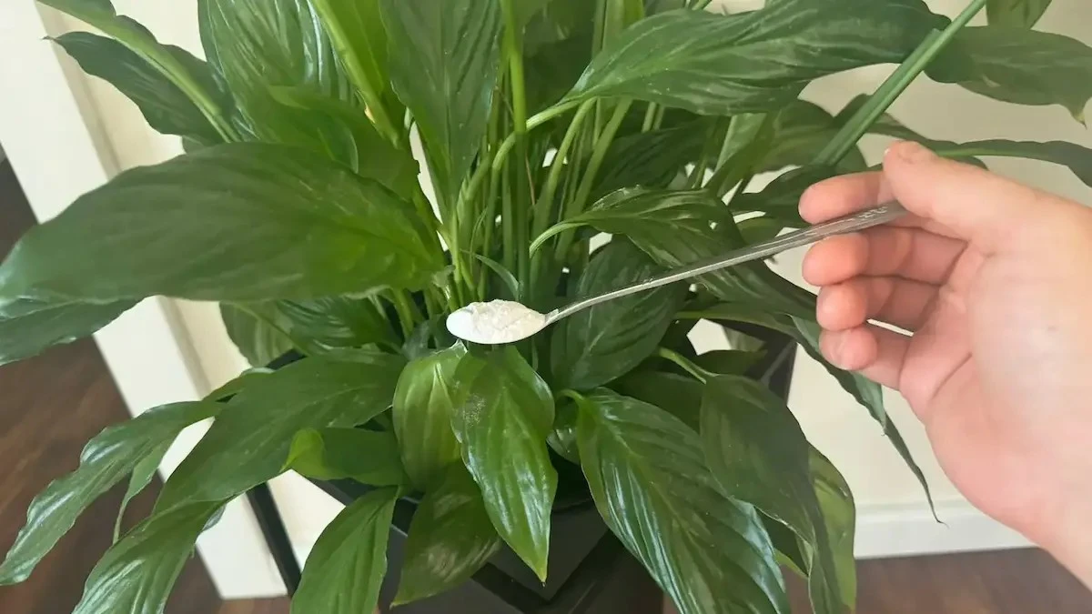 Nawóz z twojej kuchni sprawi, że skrzydłokwiat wybije białymi kwiatami.