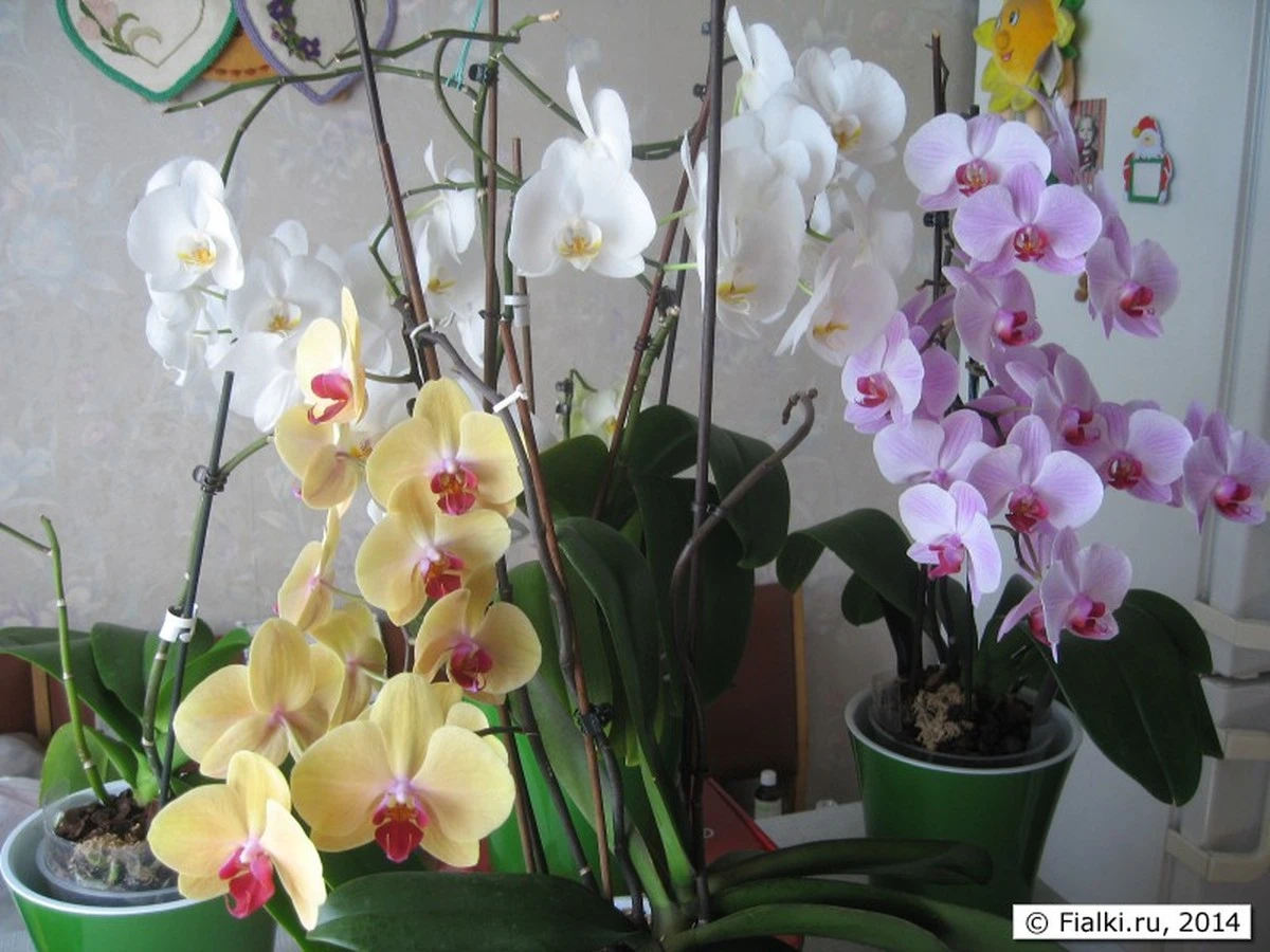 miejscedlaorchi-extra-1.webp Miejsce dla Orchidei: Słońce czy Cień? Ekspert z Nyíregyházy odsłania sekret! - image 1