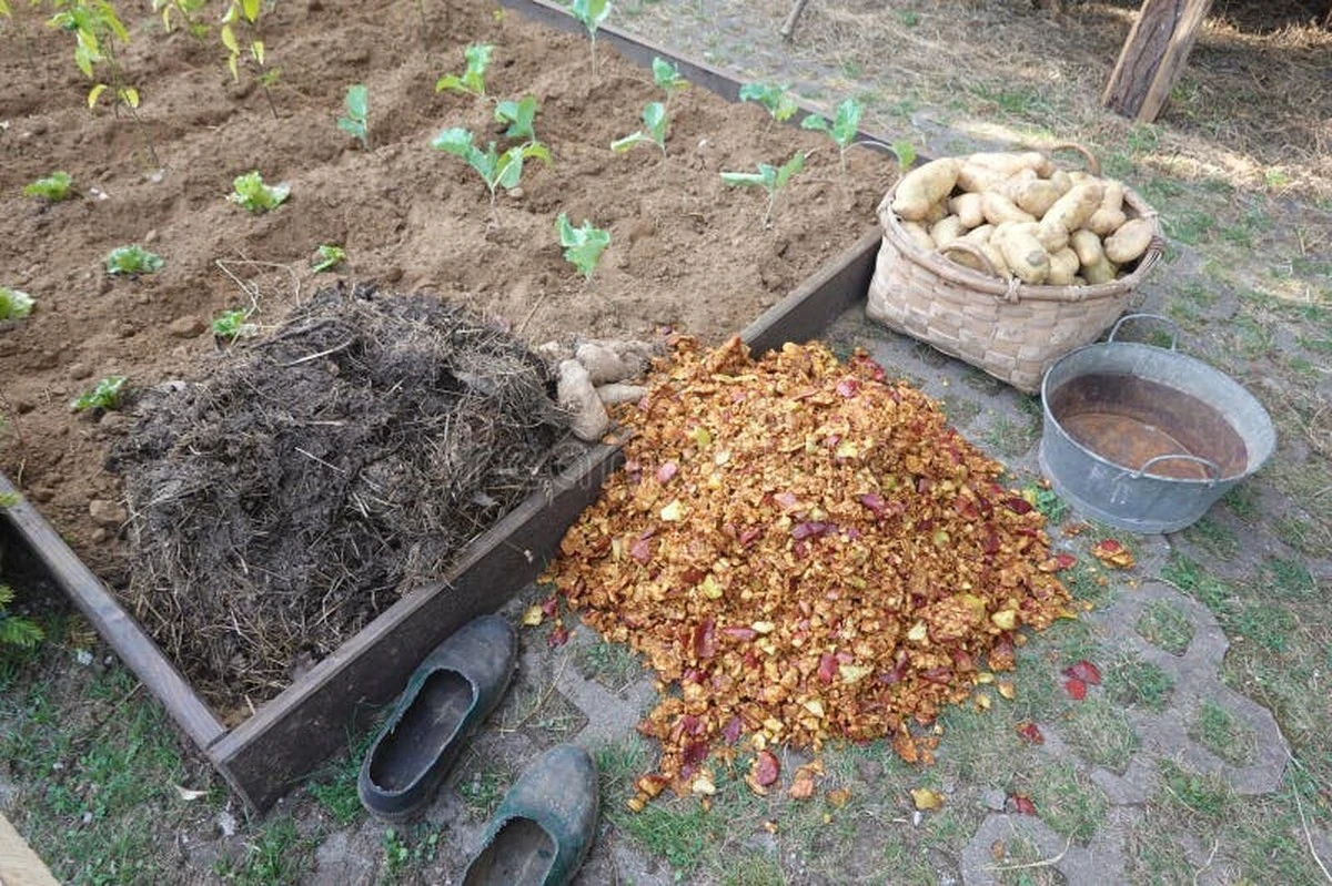 Dlaczego ogrodnicy zakopują skórki jabłek w doniczkach? Sekret naturalnego nawożenia - image 1