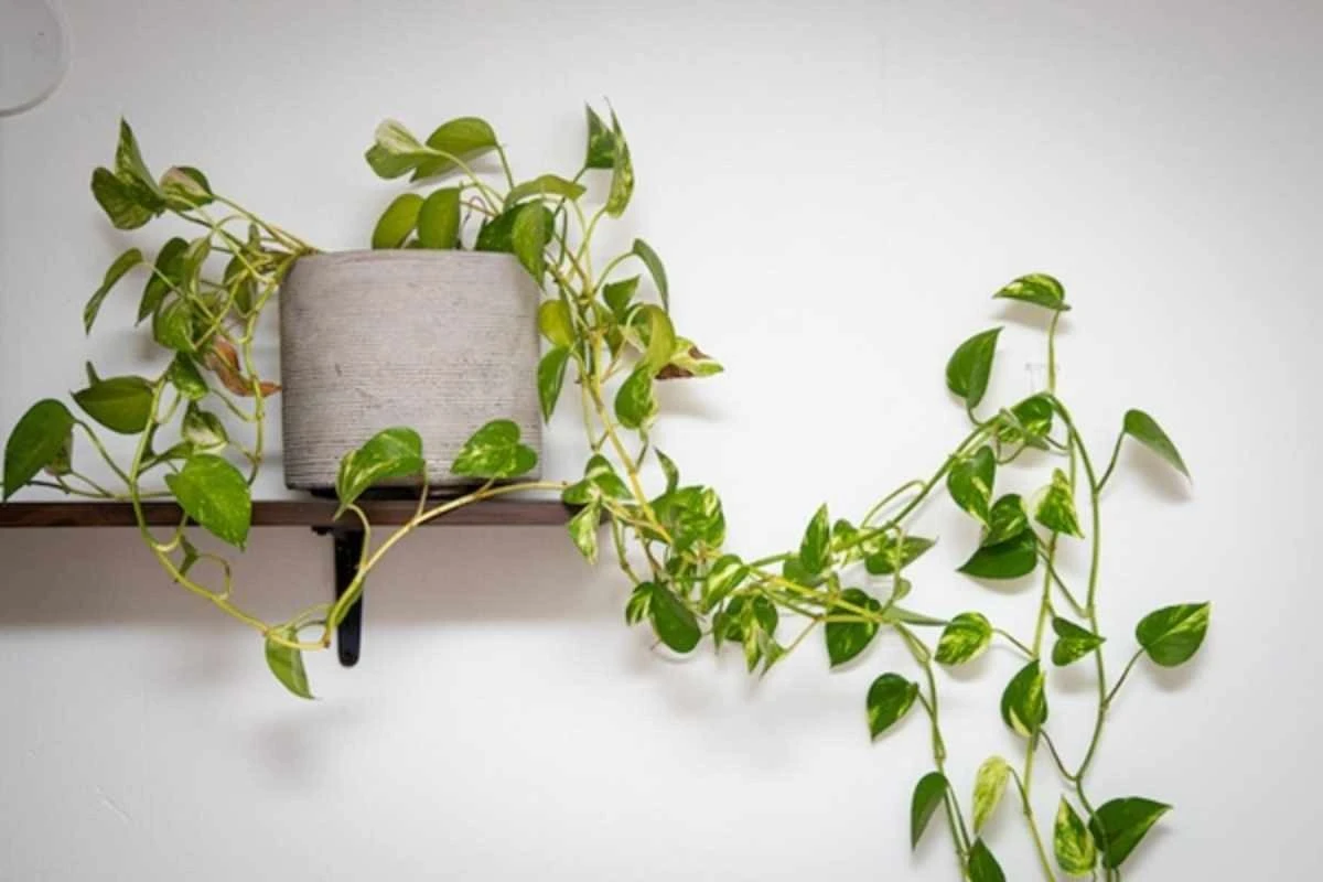 Potus:Czy pnącze, czy wiszący? Sekret wielkich liści twojego zielska