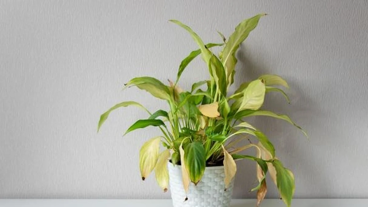 Stres cieplny roślin: 7 sygnałów, które musisz znać latem