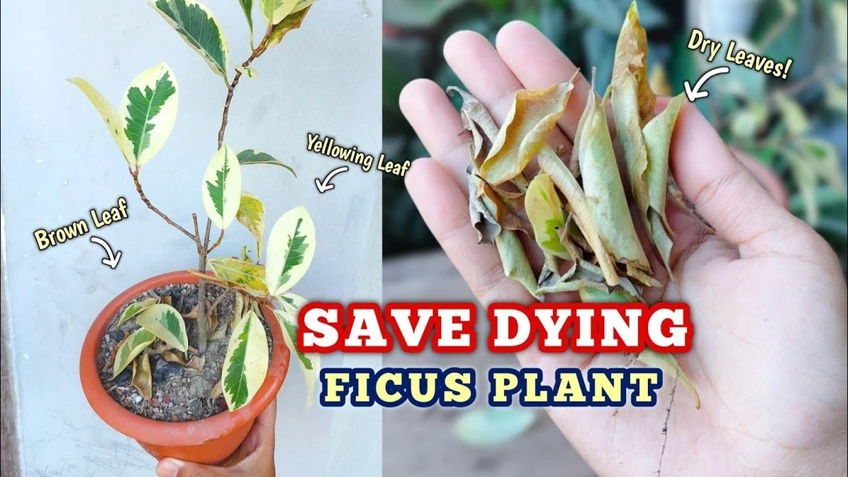 fikusginiewocza-extra-1.webp Fikus ginie w oczach? 5 błędów, które popełniasz. Odkryj, jak przywrócić mu życie! - image 1