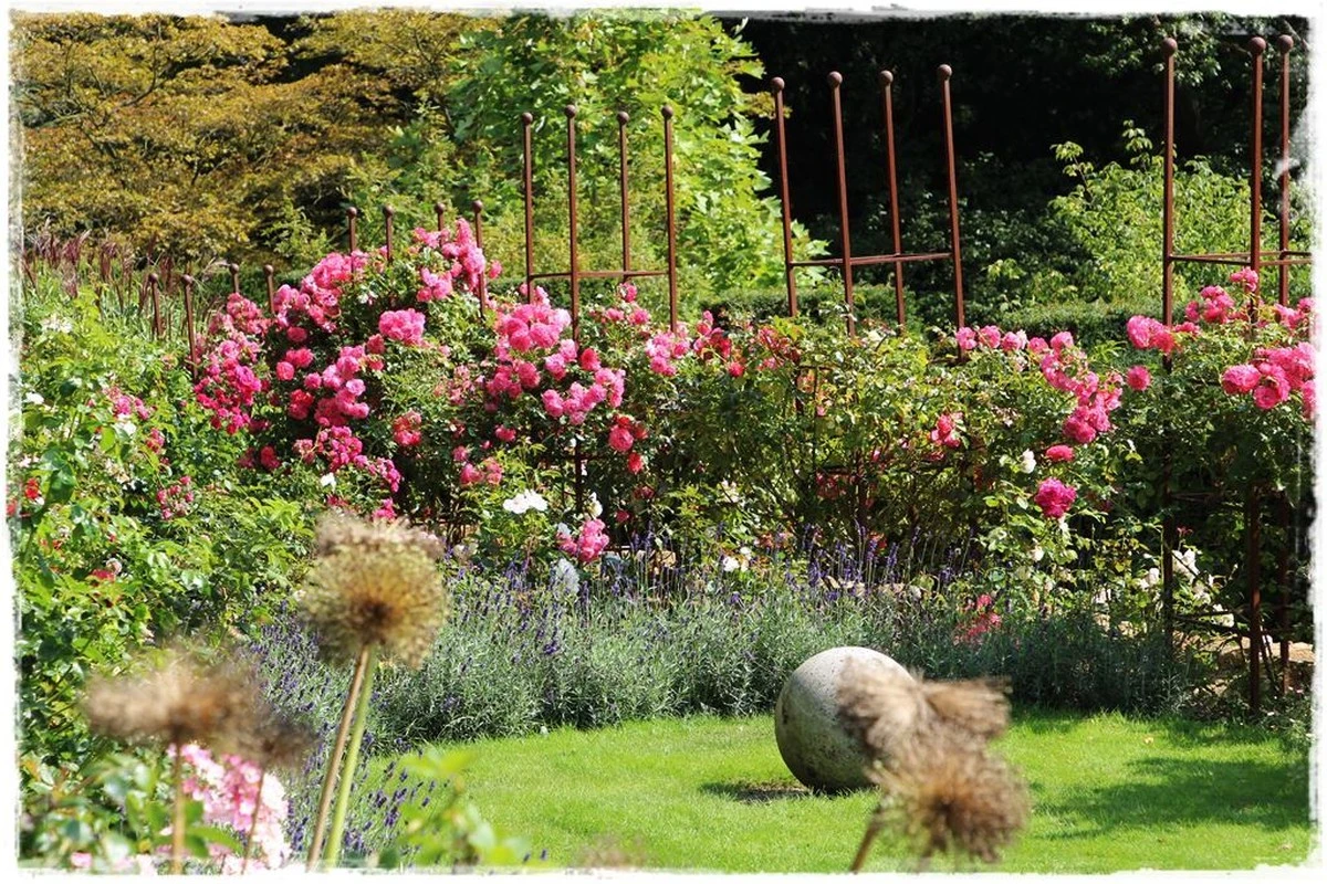 przycinanierozw-extra-1.webp Przycinanie róż wiosną: sekret bujnego kwitnienia w ogrodzie - image 1