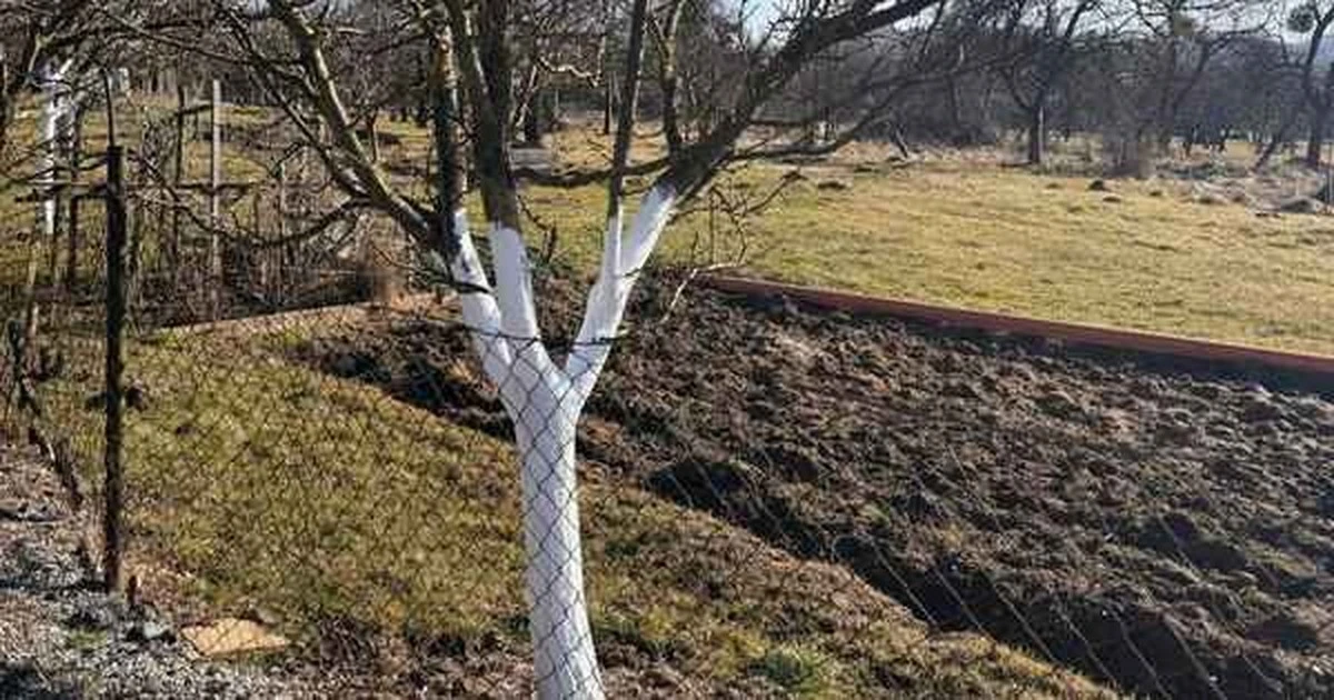 Ostatni dzwonek: dlaczego białe wapnowanie drzew owocowych to Twój obowiązek do końca marca