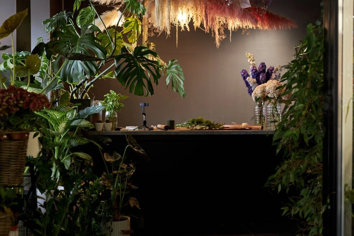 9 roślin, którym niestraszna ciemność w mieszkaniu i cień na parapecie - image 1