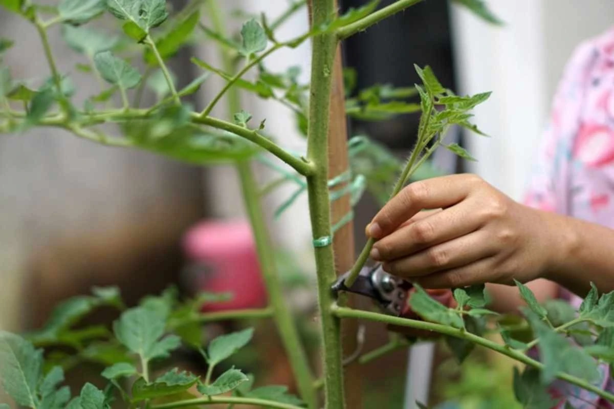 Kiedy przycinać drzewa i krzewy w Argentynie? Sekrety zdrowego ogrodu, które zdradza ekspert