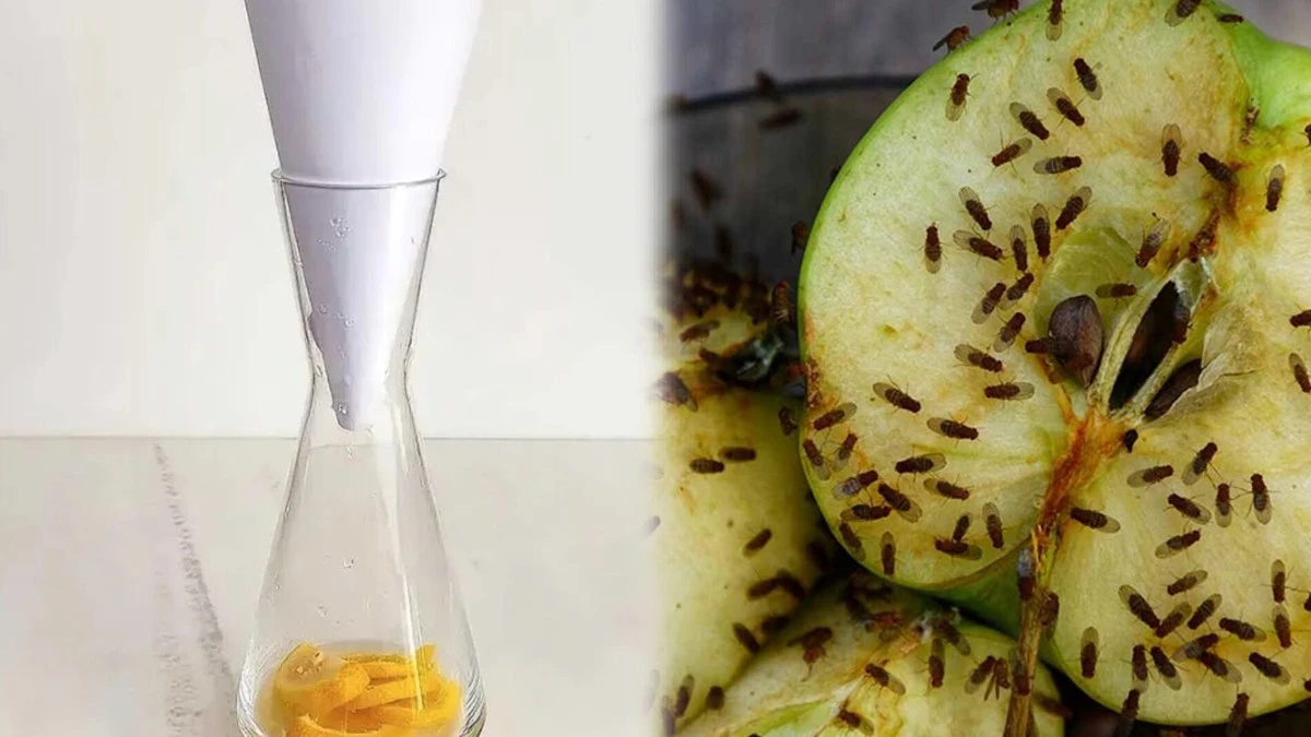 Zamiast czekać, aż kuchnia zamieni się w siedlisko owocówek, robię tę pułapkę z gazety i butelki