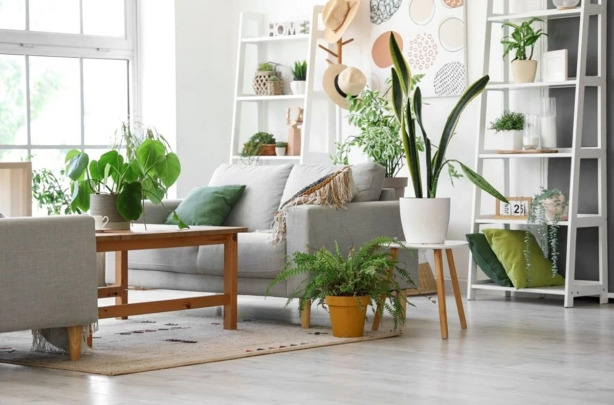 Zielone płuca w domu: 5 roślin, które oczyszczą powietrze i poprawią nastrój