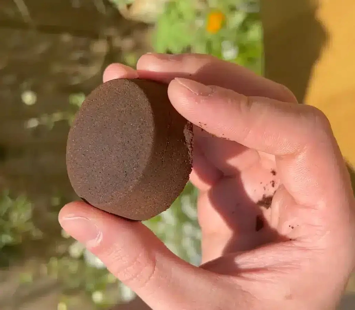 Kawiarka kontra ogród: 5 roślin, które zniszczysz resztkami kawy. Sprawdź, czy masz je w domu!