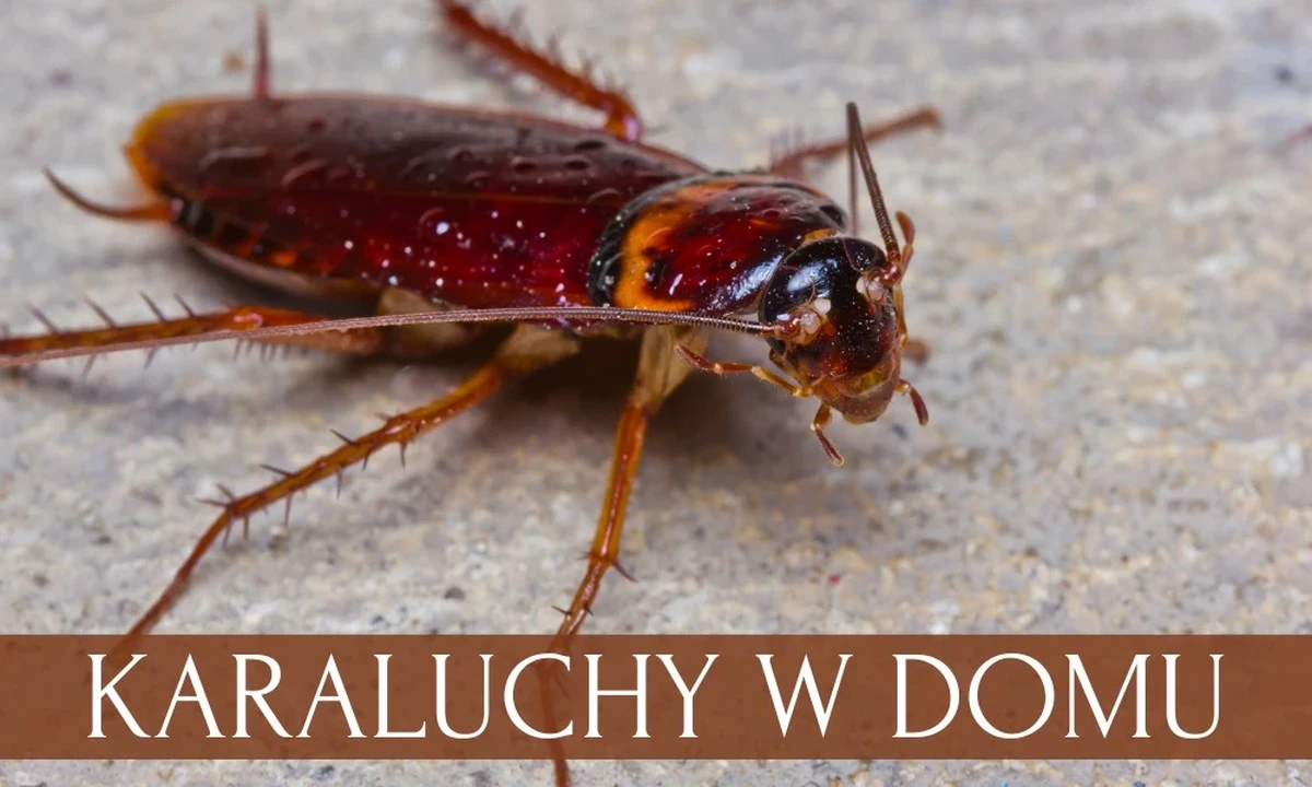 Słoik sody i ocet? Dlaczego lata tua walka z karaluchami ponosi klęskę - image 1