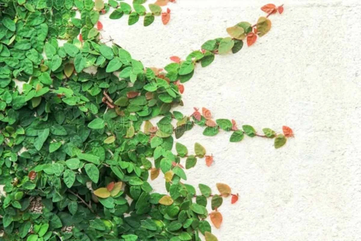 Dlaczego nie chcesz dopuścić, aby ta roślina zniszczyła Twoje ściany – oto jak ją przycinać