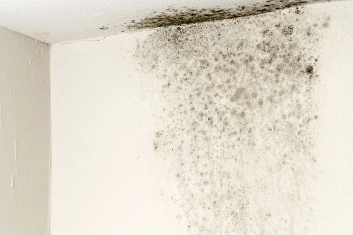 czarneplamynasc-extra-1.webp Czarne plamy na ścianach zniknęły, gdy nalałam to do spryskiwacza i poszłam na kawę – pleśń zmyła się sama - image 1