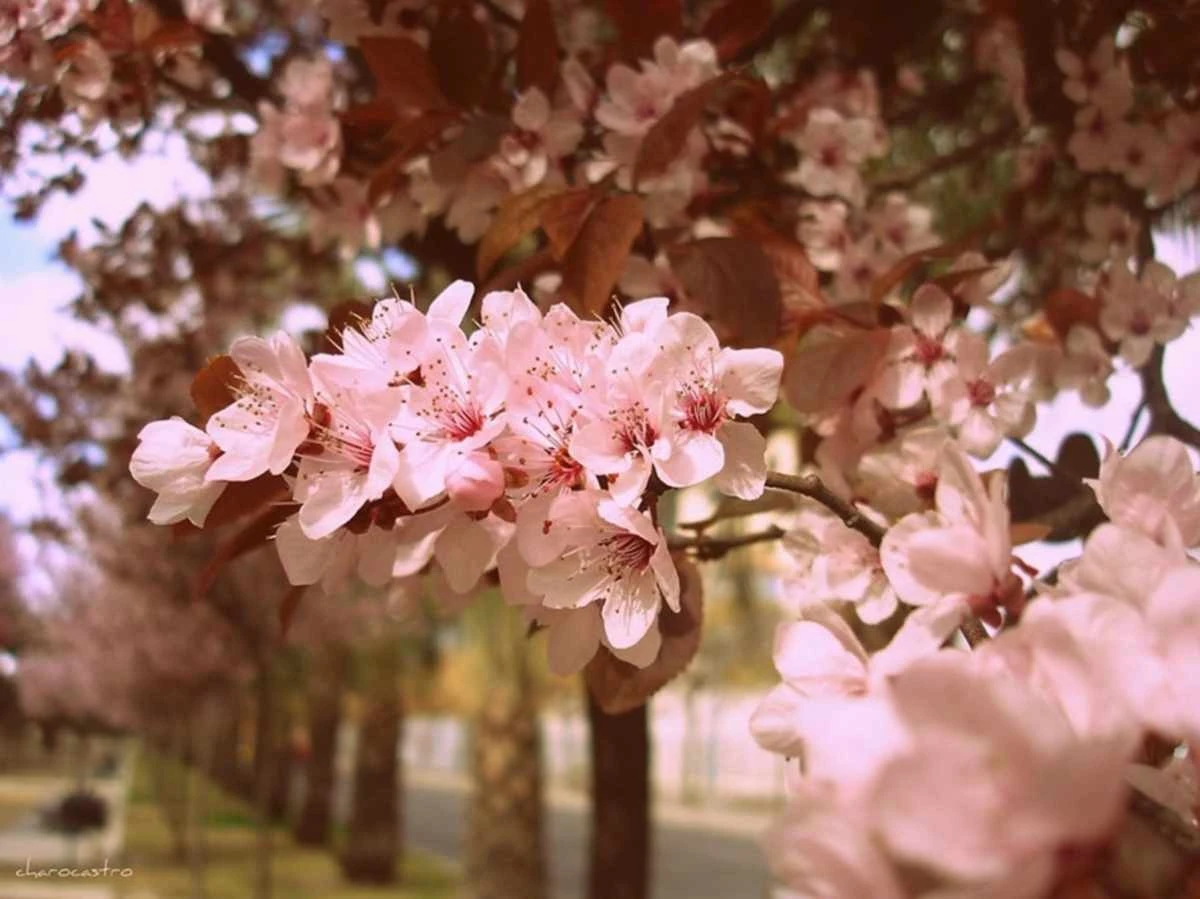 Śliw w ogrodzie? Ta drzewka idealnie nadają się do małych przestrzeni – zero problemów z korzeniami i owocują przez całe lato.