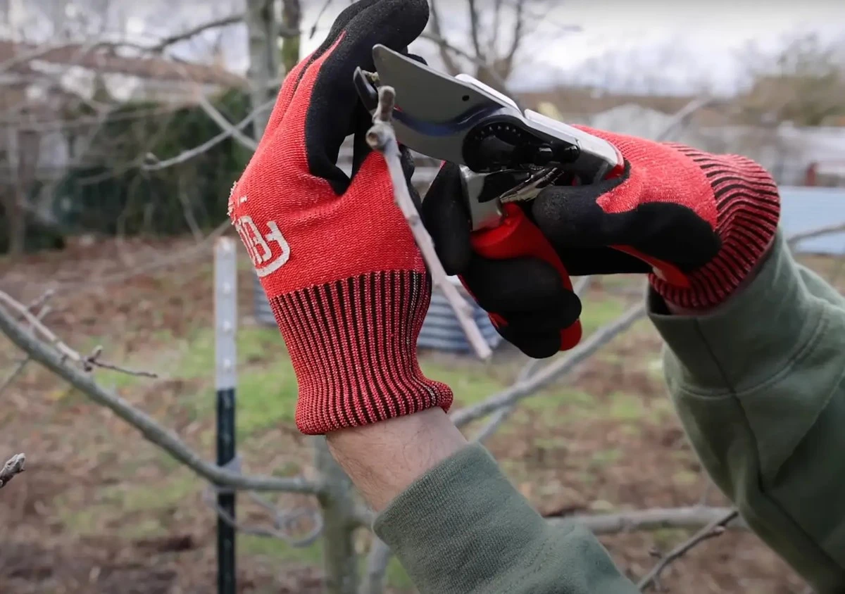 Jedno błędne cięcie w lutym i możesz pożegnać się z obfitymi plonami