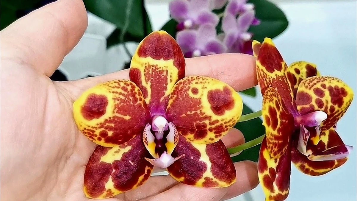 Jak uratować storczyka: 1 sekretny sposób na podlewanie, który przywróci mu życie