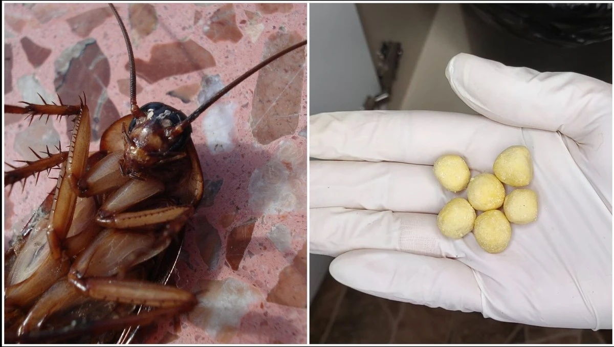 Domowy sposób na karaluchy, który uratuje Cię przed wizytą u sąsiadów